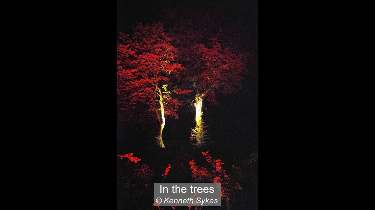 19_In the trees_Kenneth Sykes